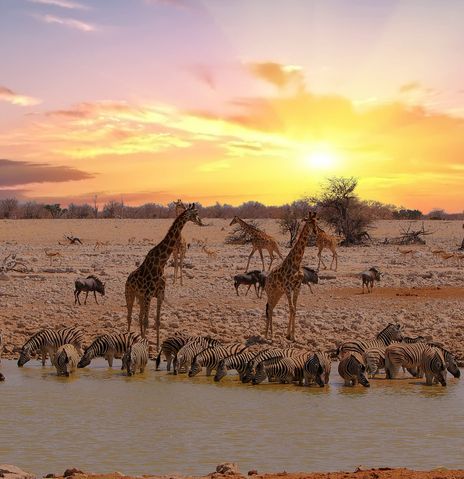 Giraffen und Zebras im Etosha Nationalpark bei Sonnenuntergang