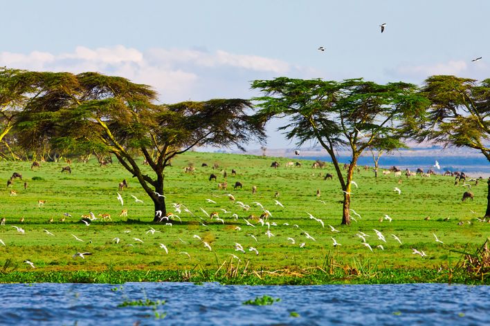 Lake Naivasha in Kenia