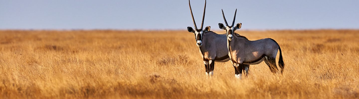 Antilopen in der Kalahari Wüste in Namibia