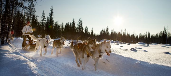 Huskys ziehen einen Hundeschlitten durch die verschneite Winterlandschaft von Levi in Lappland