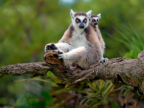 Lemuren auf Madagaskar