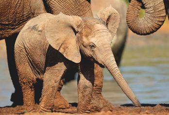 Südafrika, Mosambik, Botswana & Simbabwe