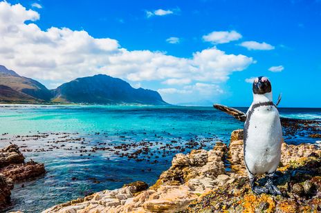 Pinguin Simon´s town 