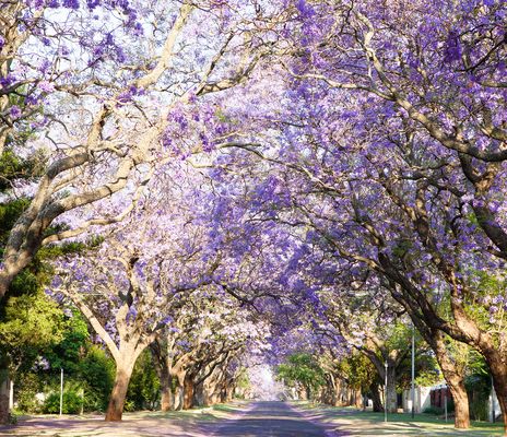 Pretoria Baumallee 