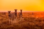 Kleine Gruppe Zebras steht im tiefgoldenen Licht des Sonnenuntergangs vor Savannah Kulisse