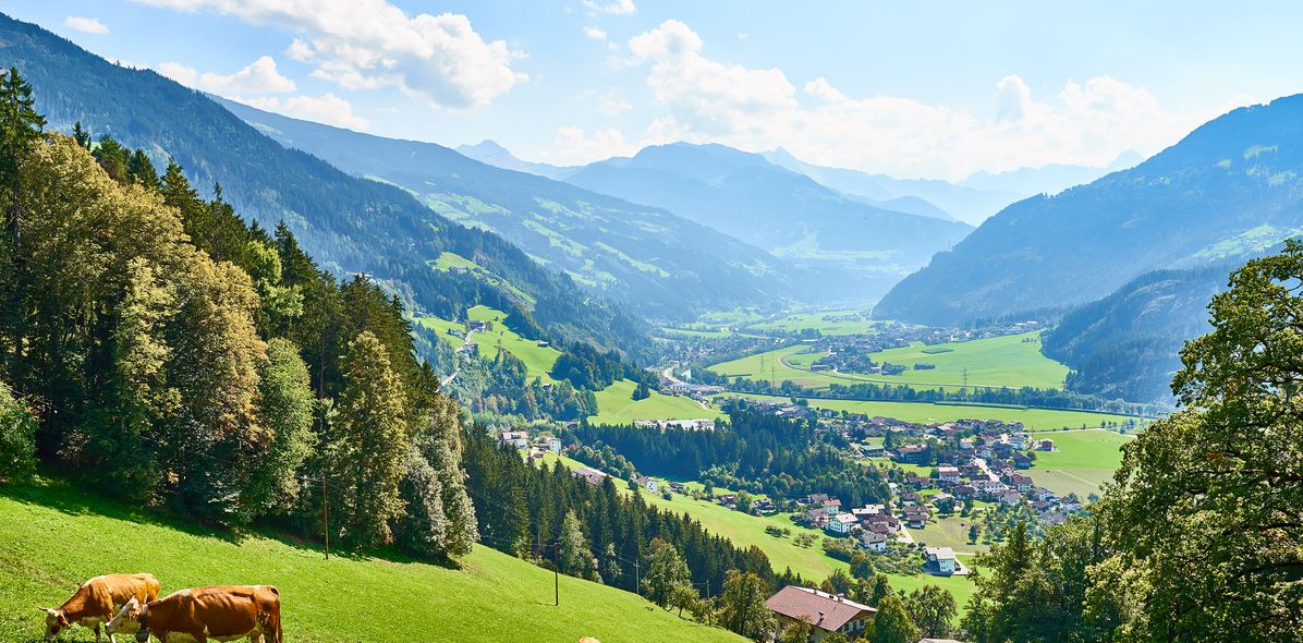 Weide mit Kühen im Zillertal