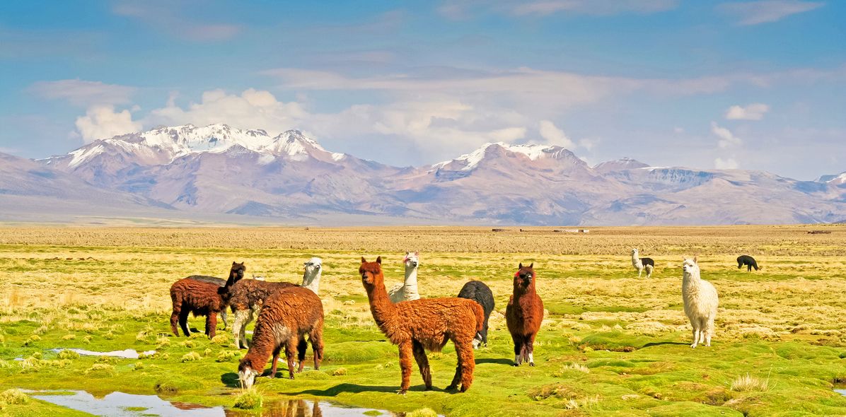 Alpakas in Bolivien
