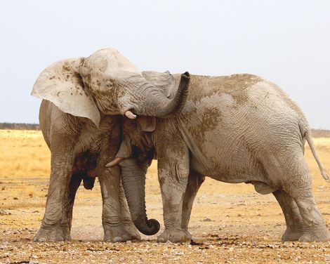 Entdecker-Trio für Afrika-Fans-0
