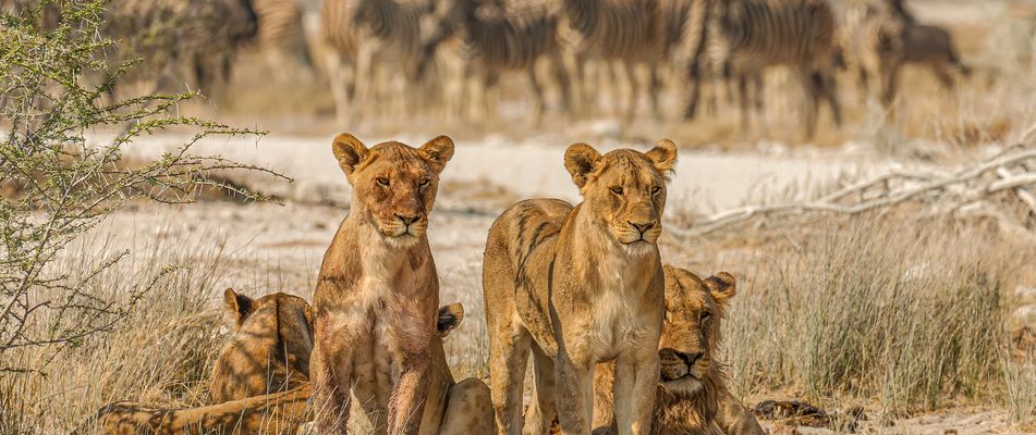 Eine Gruppe Löwen im Etosha Nationalpark in Namibia