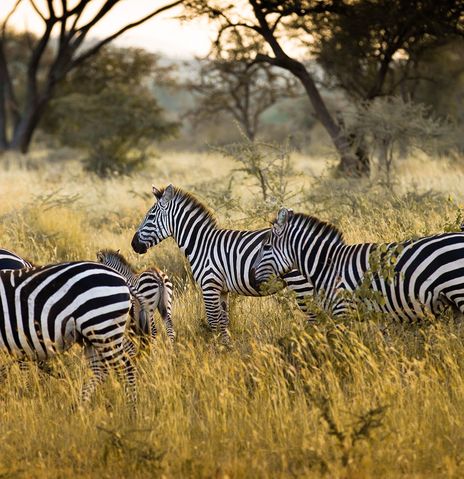 Zebras im Serengeti Nationalpark