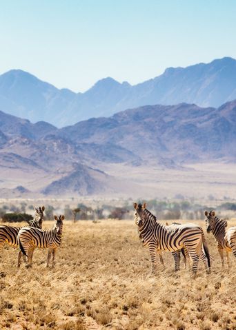 Blick auf Zebras in einer trockenen Ebene Namibias mit Bergen im Hintergrund