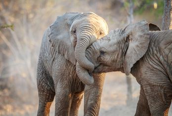 Südafrika, Botswana & Simbabwe