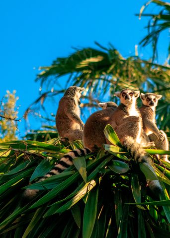 Lemuren in Madagaskar