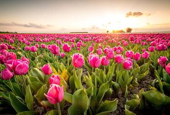 Niederlande