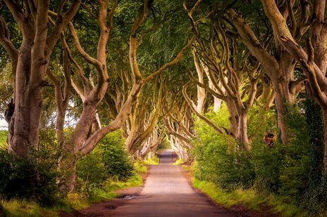 Dark Hedges in Nordirland