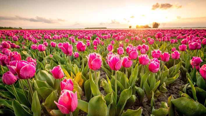 Niederlande - Tulpenblüte