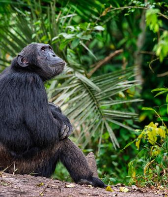 Kenia & Uganda