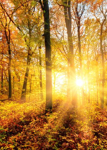 Herbstlicher Wald mit Sonnenstrahlen durch die Bäume