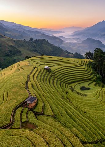 Reisfelder in Vietnam
