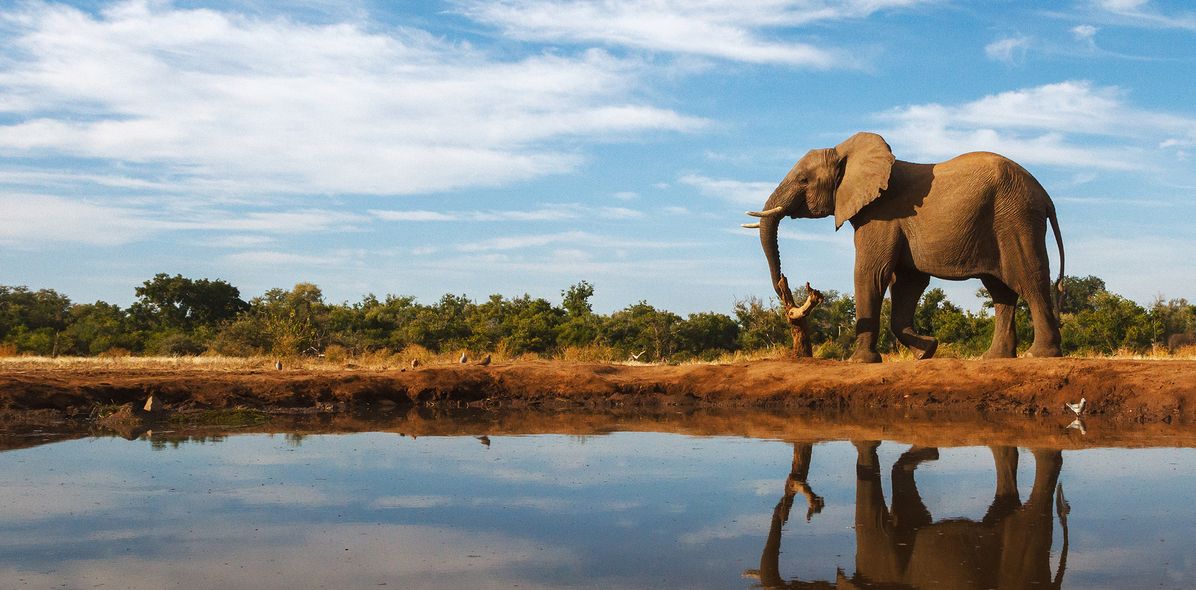 Elefant in Botswana