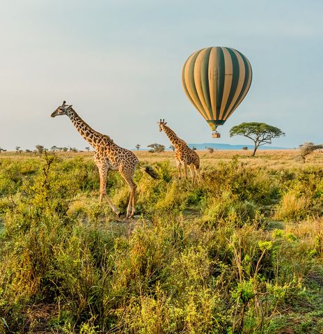 Giraffen im Serengeti Nationalpark