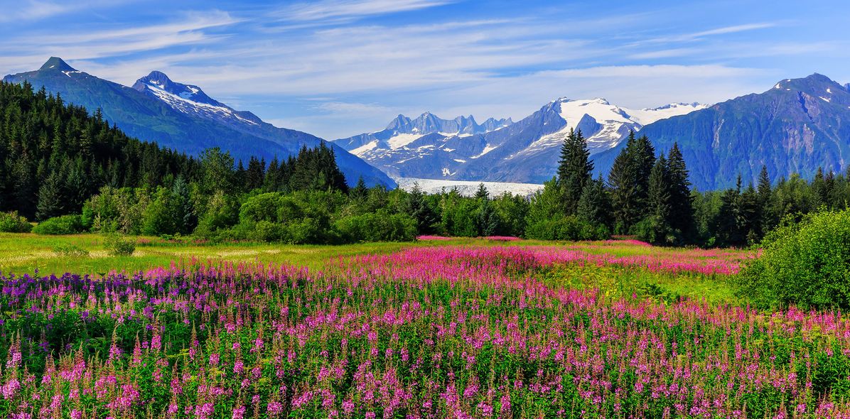 Nordamerika, USA, Alaska, Blumenwiese, Gletscher