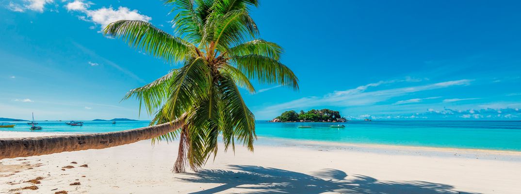 Palme am Strand von Kuba