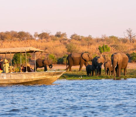 Elefantenherde am Wasser im Chobe-Nationalpark