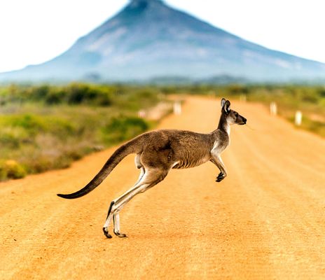 Känguru in Australien