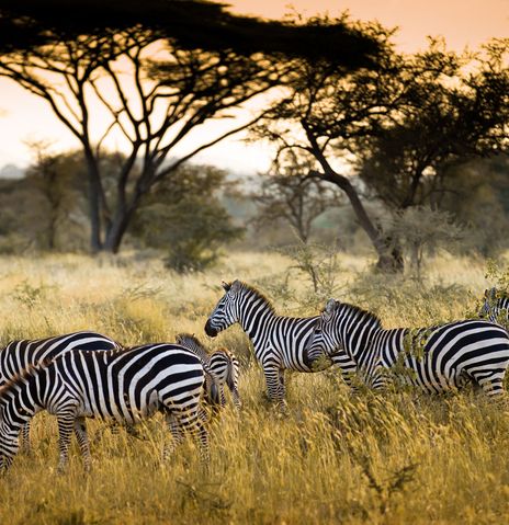 Zebras im Serengeti Nationalpark