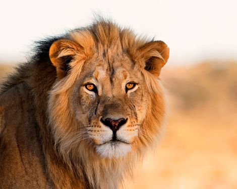 Wilde Weiten. Große Momente.-0