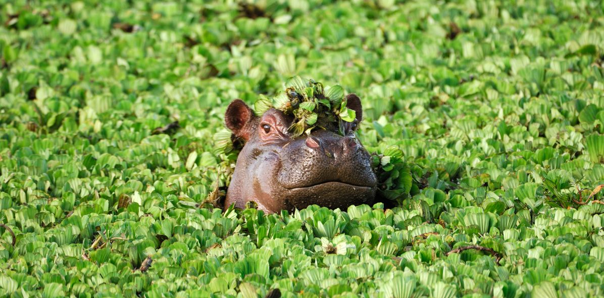 Nilpferd in Afrika