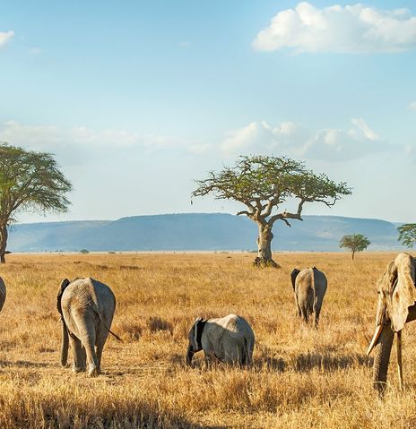 Elefantenherde in Tansania, Afrika