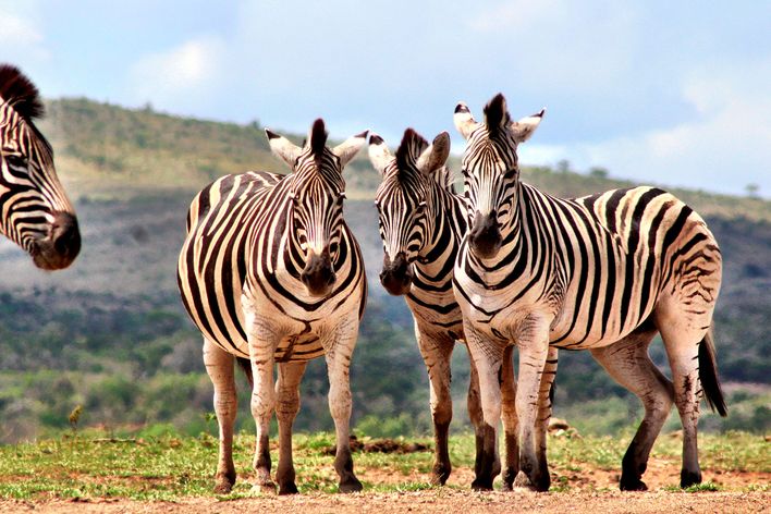 Zebras im Hluhluwe-Imfolozi-Park