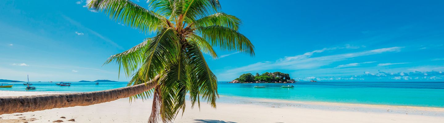 Strand und Palme von Kuba