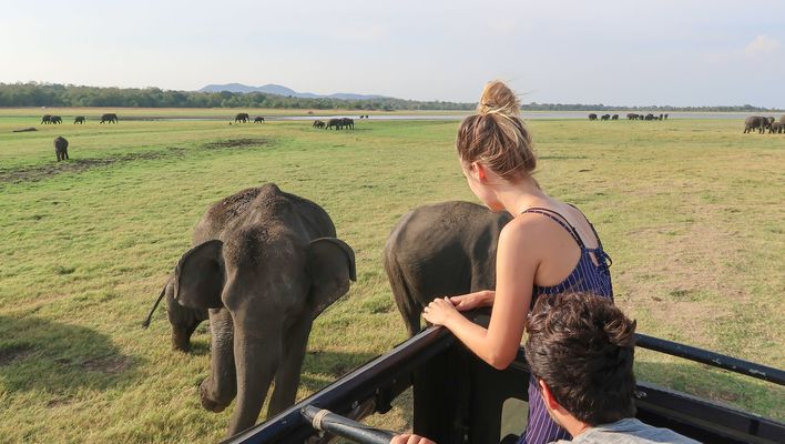 Elefanten in Sri Lanka