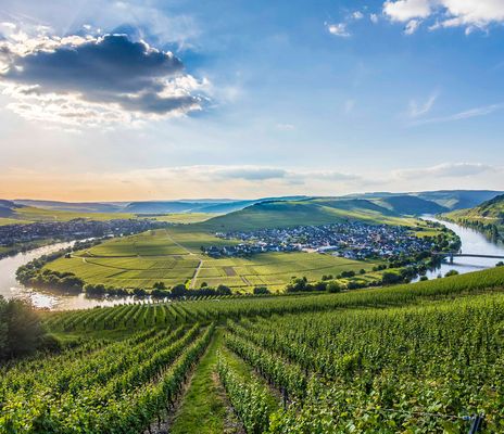 Mosel-Landschaft mit Weinbergen