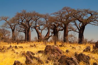 Gruppe von Baobab-Bäumen in Botswana