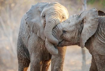 Südafrika, Botswana & Simbabwe