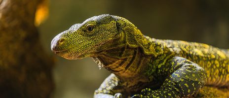 Komodowaran in seiner natürlichen Umgebung auf den Komodo-Inseln