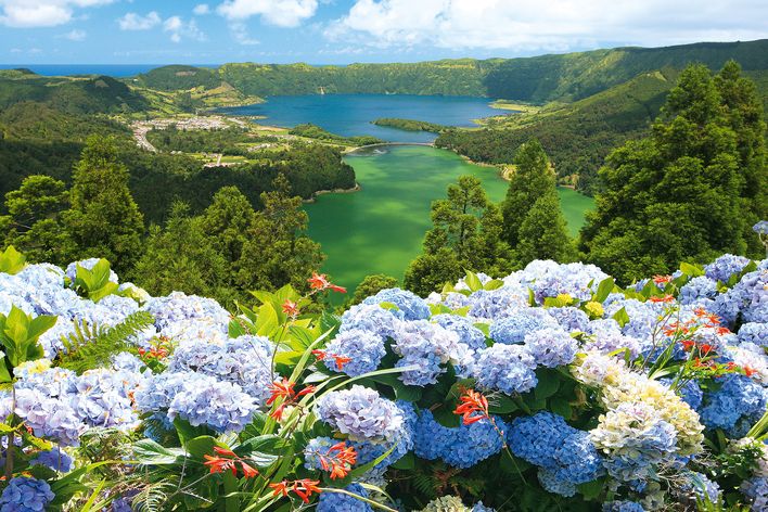 Blumen auf den Azoren