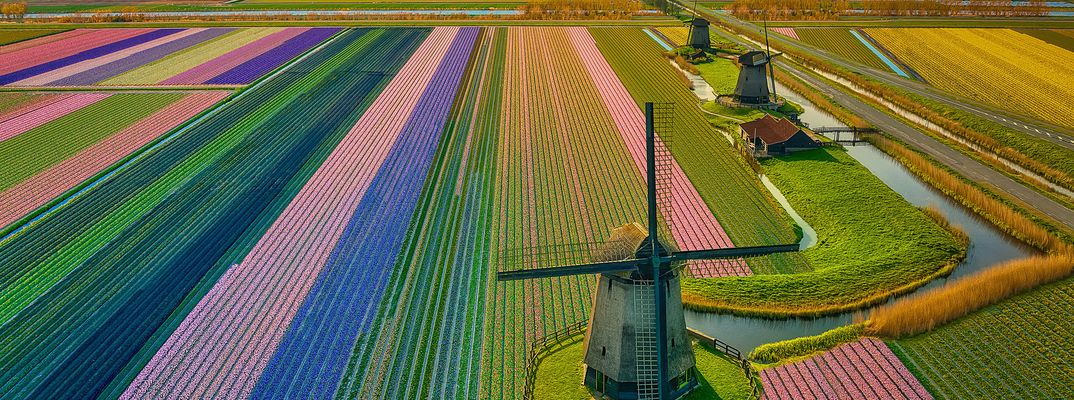 Bunte Tulpenfelder bei Keukenhof in den Niederlanden aus der Luft