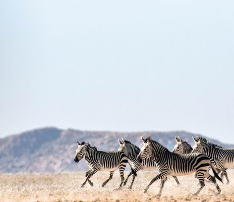 Zebras laufen durch Steppe in Namibia