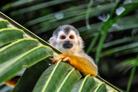 Affe sitzt zwischen großen Blättern im Regenwald von Costa Rica