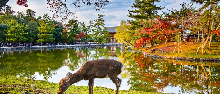 Reh in Nara