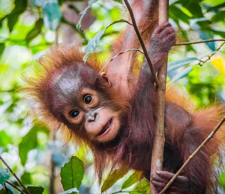 Orang Utan in Malaysia