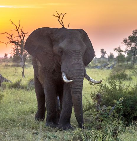 Elefant bei Sonnenuntergang