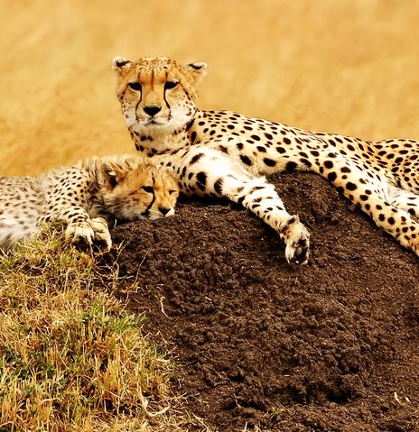Leoparden in Kenia