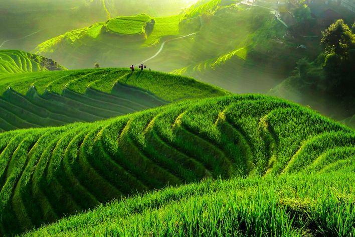 Grün schimmernde Reisfelder in Longsheng, Guilin, Guangxi, China