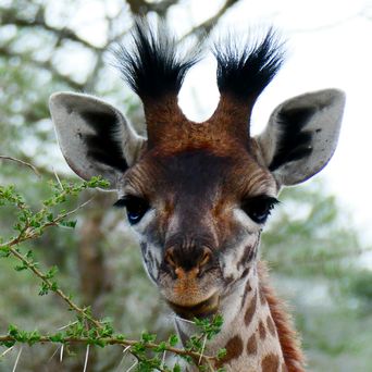 Eine Giraffe bei einer Tier-Safari in Namibia 